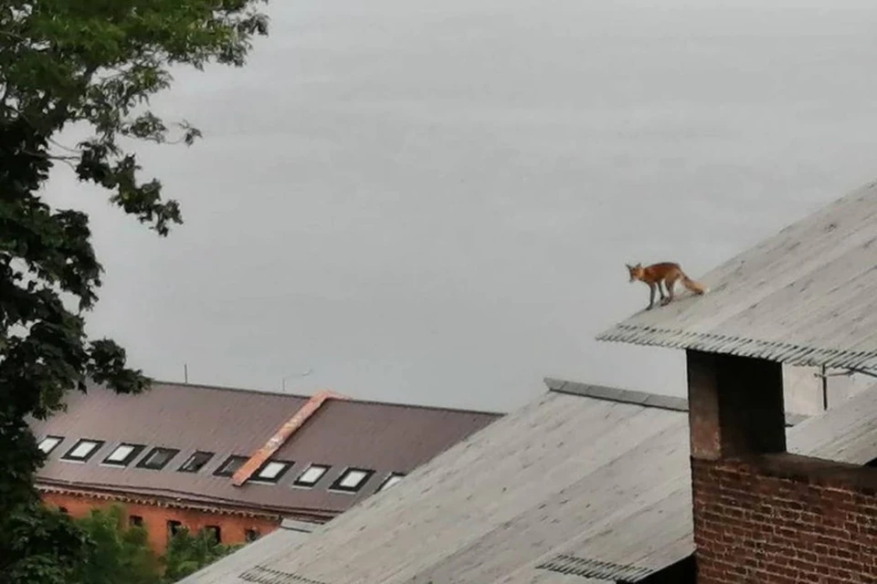 Опасности эти лисы не представляют, они все привиты от бешенства. Фото: Instagram Глеба Никитина.