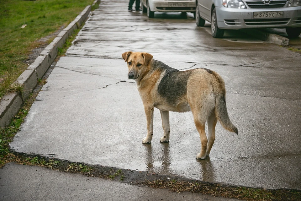 Мужчину растерзали в подъезде бродячие псы, которых прикормила соседка в Красноярске