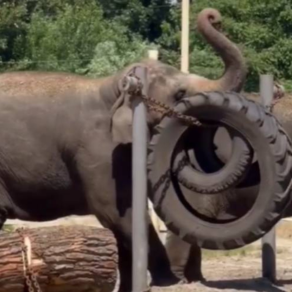 Слоны замка Крикенбек — Авторевю