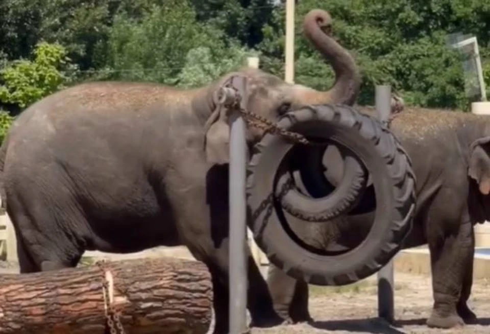 Слонам пришлась по вкусу новая забава. Фото: пресс-служба ростовского зоопарка