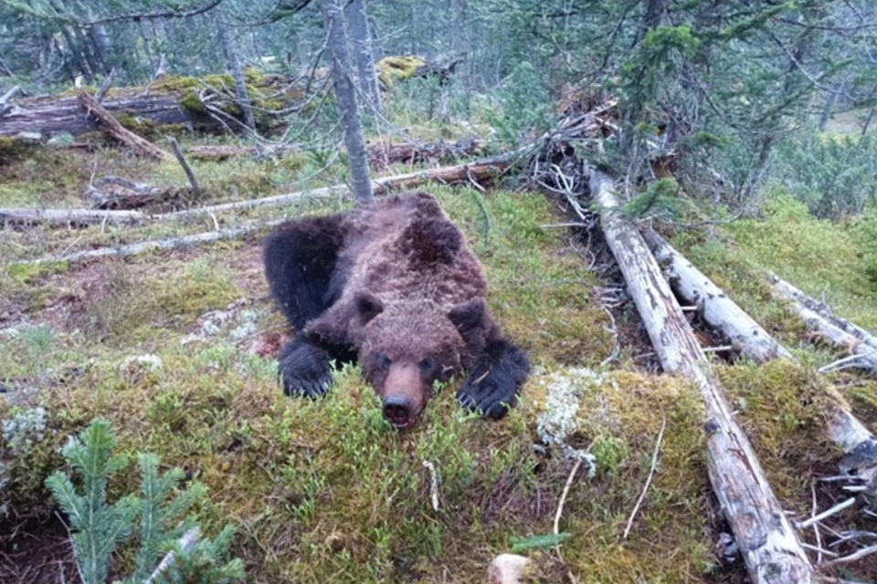 На самом деле медведь-людоед родом из Красноярского края. Фото: природный парк «Ергаки»