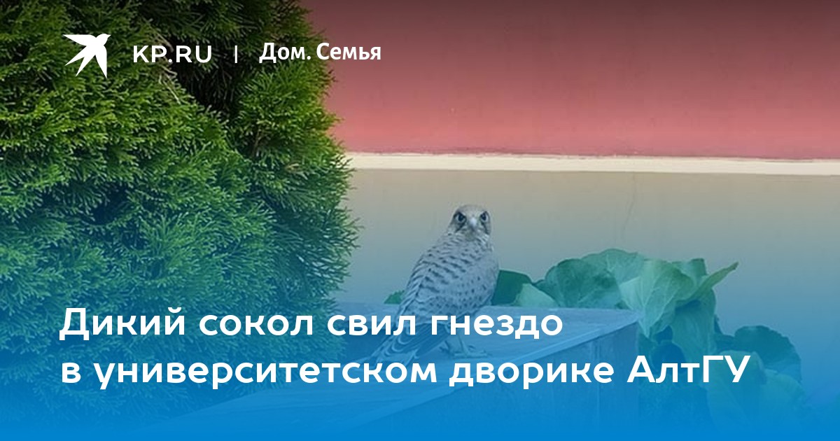 Сокол свил себе гнездо. В Анапе жарили дельфина. Дельфины на берегу Анапы. Шашлыки из дельфина на пляже.