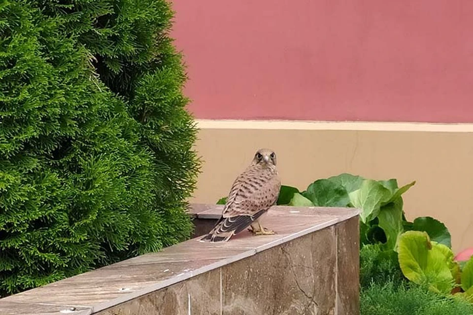 Сокол свил себе гнездо. Река гусянка Пермь. Wild Birds.