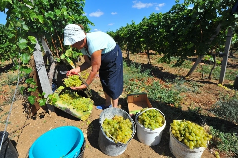 В прошлом году из-за засухи урожай винограда был ниже на 24%. Фото: архив «КП»