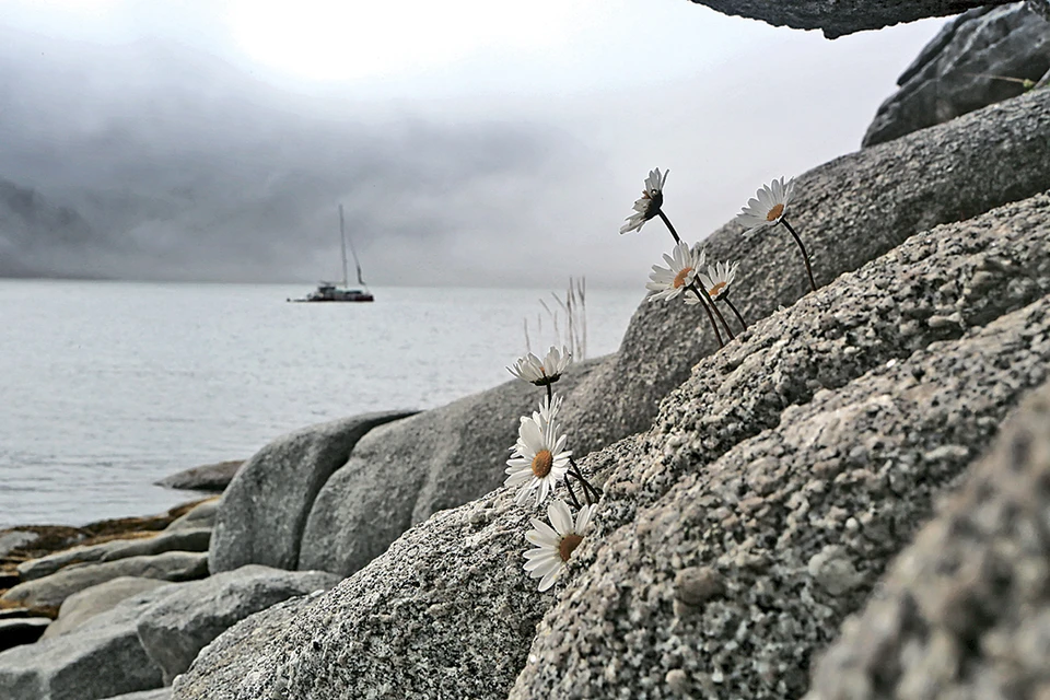 «Шантарские ромашки» (Охотское море) Шантарские острова - суровое место. Но в каждой суровой душе всегда есть место прекрасному…