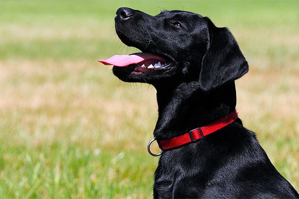 Власти США вводят временный запрет на ввоз собак из 113 стран мира