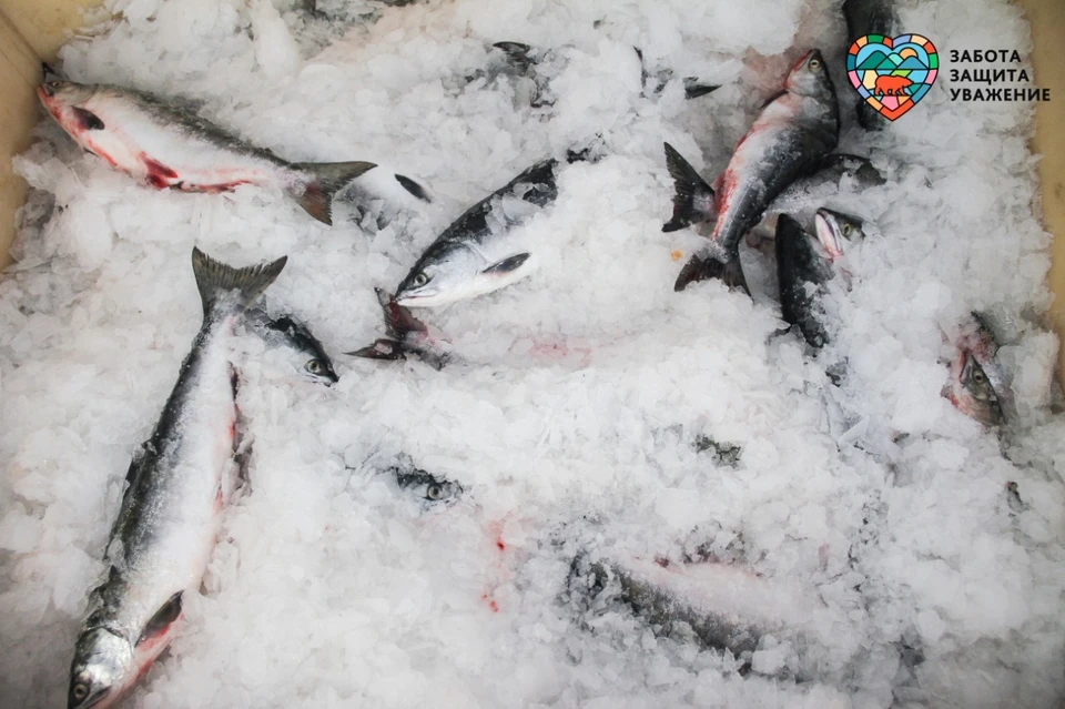 ООО «Прибой-Корсаков» предложило жителям 400 кг свежевыловленной рыбы