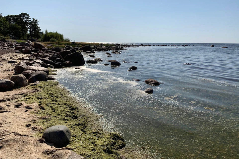 Водоемы Петербурга покрылись опасными сине-зелеными водорослями.