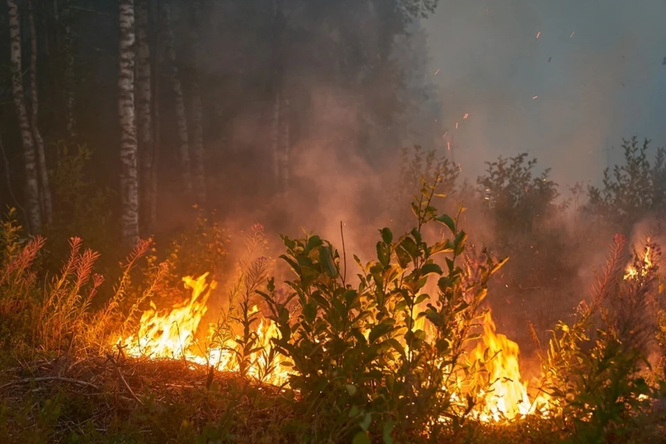 В Карелии объявлен режим ЧС из-за лесных пожаров / Фото: МЧС Карелии