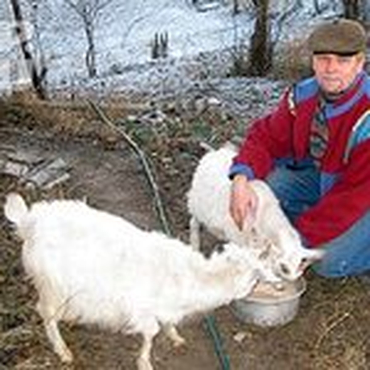 В Тольятти банкир променял карьеру на козье молоко - KP.RU