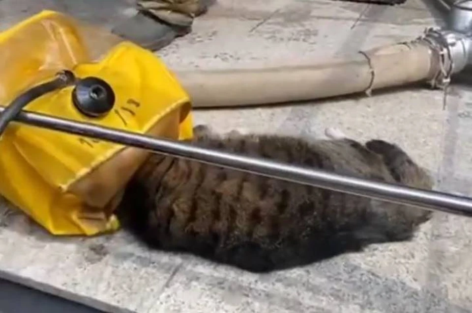 Пожарные спасли кота, задохнувшегося в пожаре в Петербурге