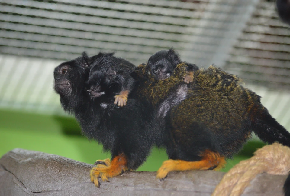 Малыши тамарины с родителем. Фото: пресс-служба Сахалинского зооботанического парка