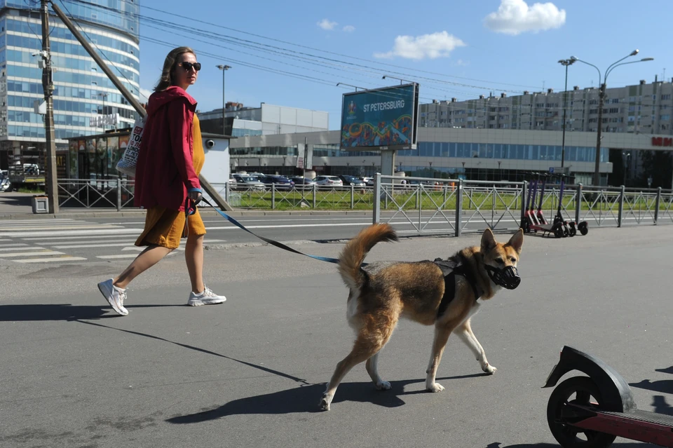 Владельцев собак могут обязать страховать ответственность.