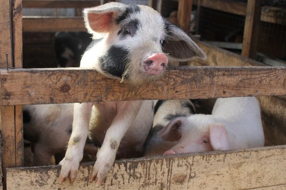 В Ярославской области из-за АЧС уничтожили уже 827 свиней
