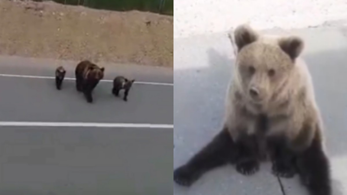 На Ямале мужчины накормили медвежью семью, а мишки помахали на прощание -  KP.RU