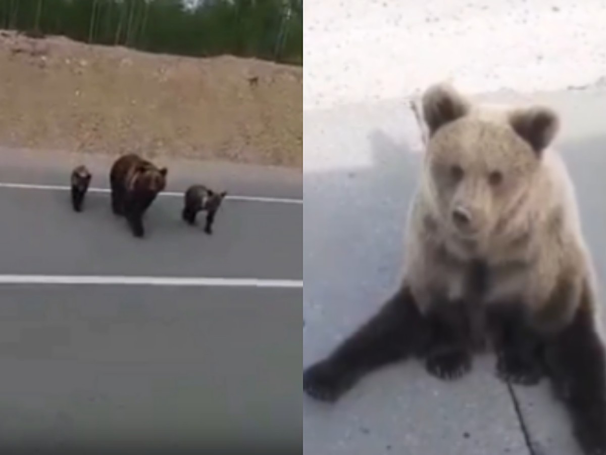 На Ямале мужчины накормили медвежью семью, а мишки помахали на прощание -  KP.RU