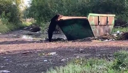 Топтыгина заинтересовал запах из контейнера и он усердно пытался в него забраться. Фото: кадр видео.