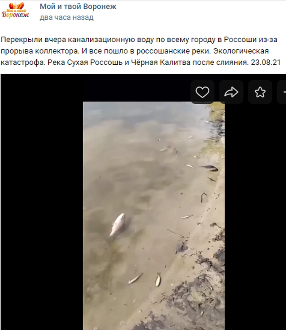 Дохлую рыбу прибило к берегу.