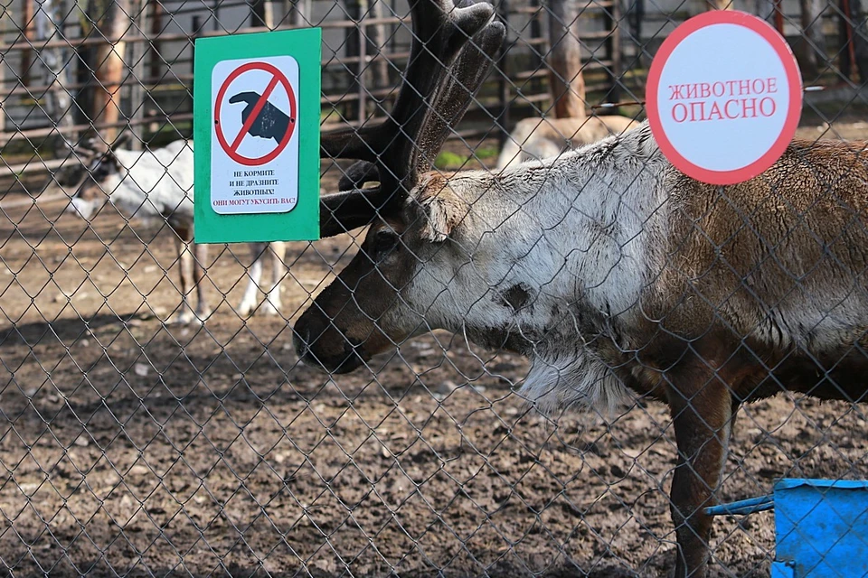 Причиной гибели более тысячи оленей на Таймыре могли стать якутские пожары