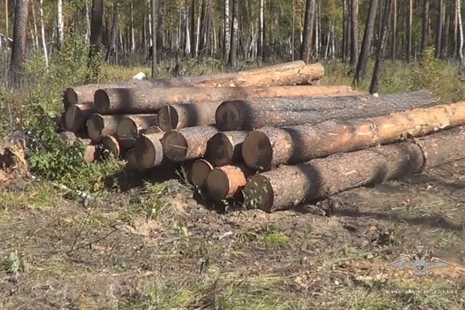 Китаец организовал контрабанду леса из Забайкалья на родину на 600 млн. рублей.