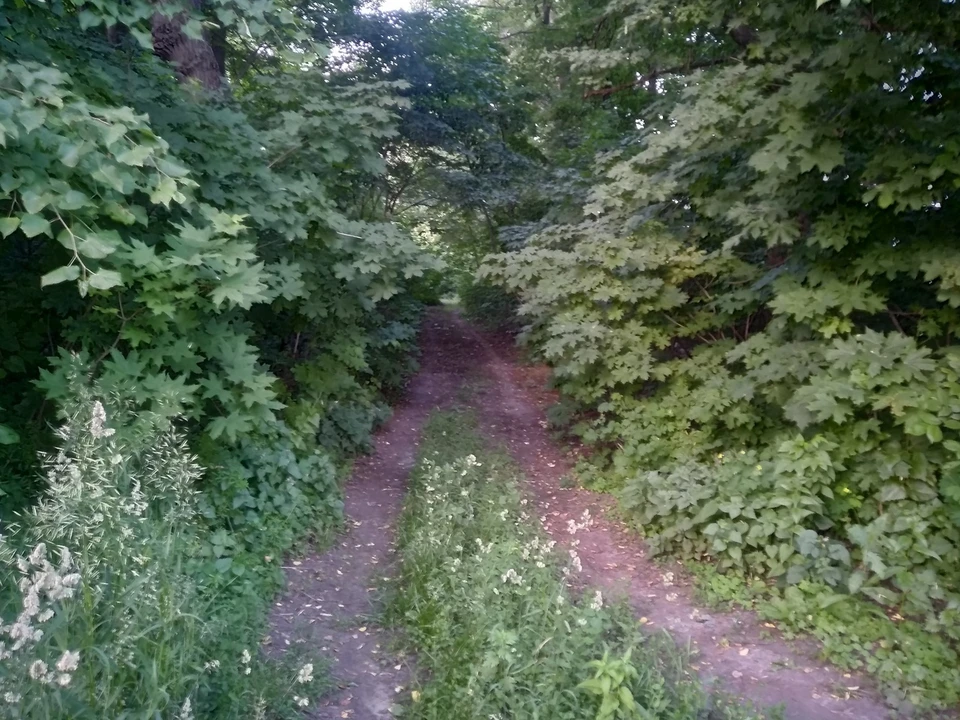 Были уничтожены лесные культуры акации, сосны и красного дуба