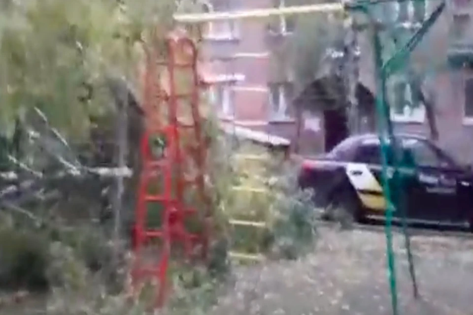 Дерево полностью повалилось на землю. Фото: стоп-кадр с видео «Вести Новосибирск»