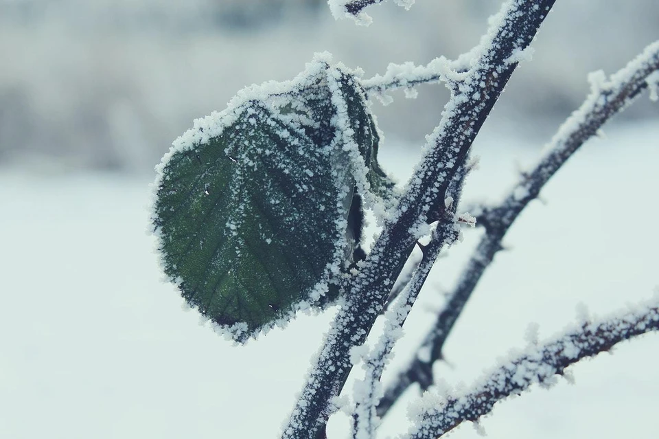 Фото: pexels.com