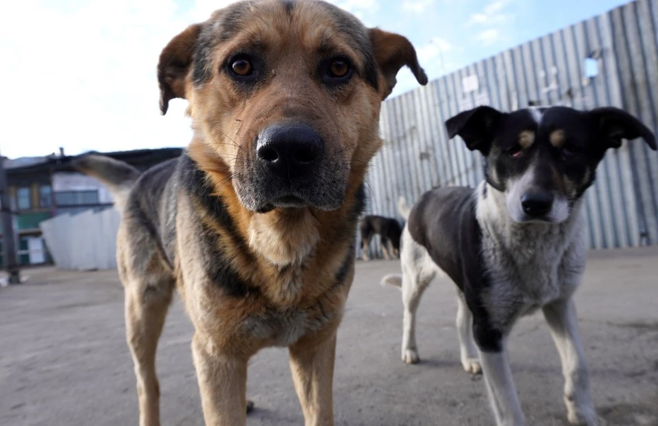Бездомные собаки покусали двоих детей в Хабаровском крае