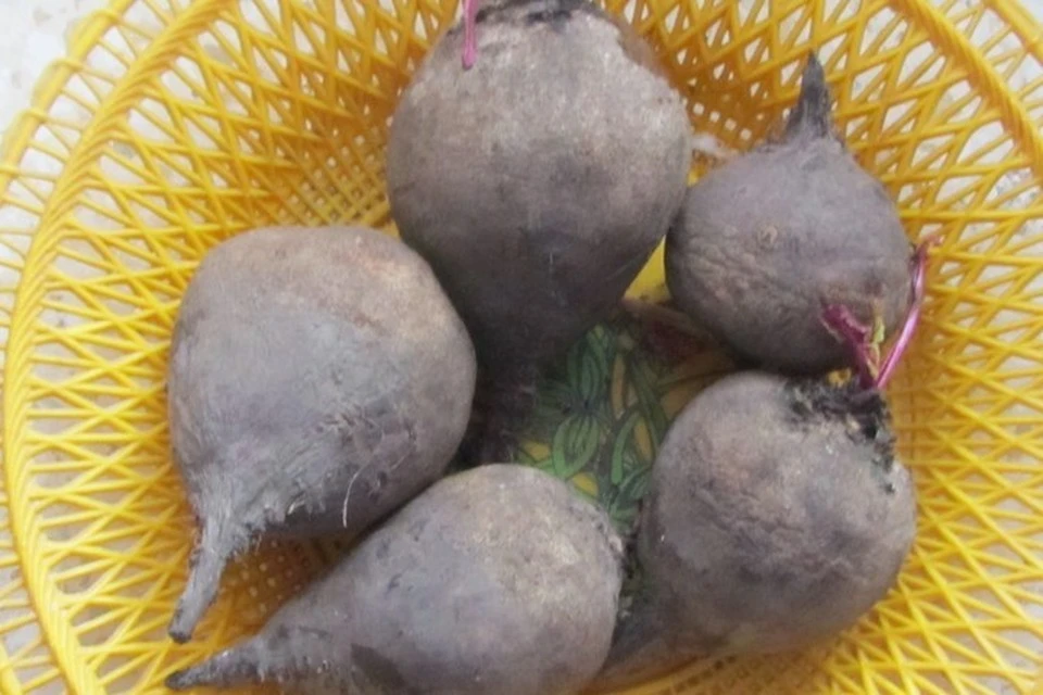 Свекла