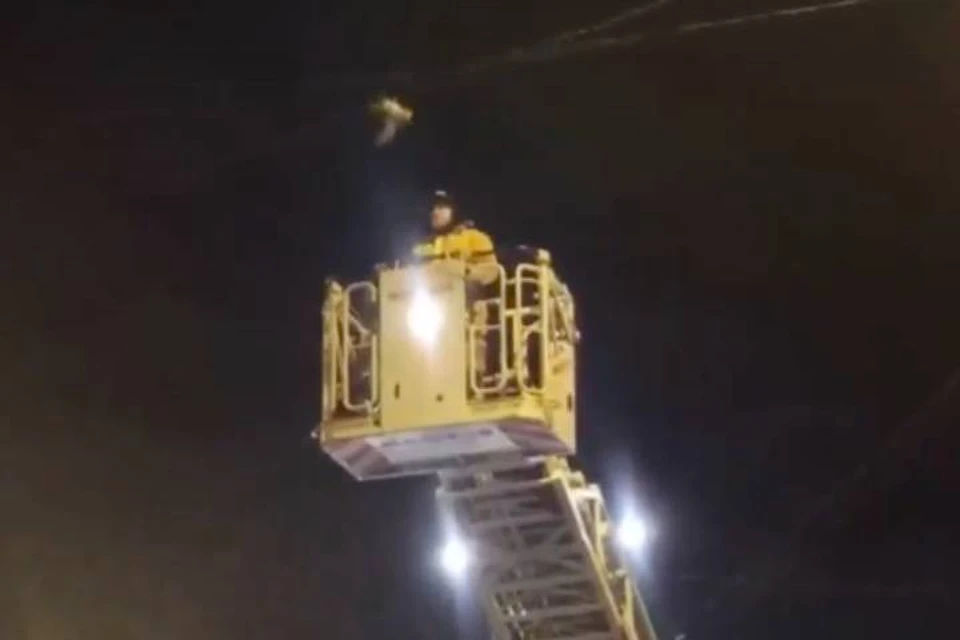 Пожарные с автовышкой освободили белого голубя из электропроводов в Петербурге