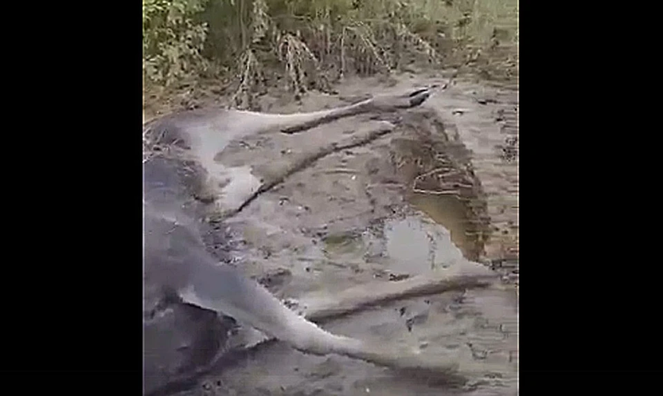 На видео запечатлены последствия несчастного случая