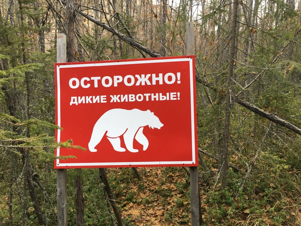 Бурые медведи - частые гости проселочных дорог Камчатки