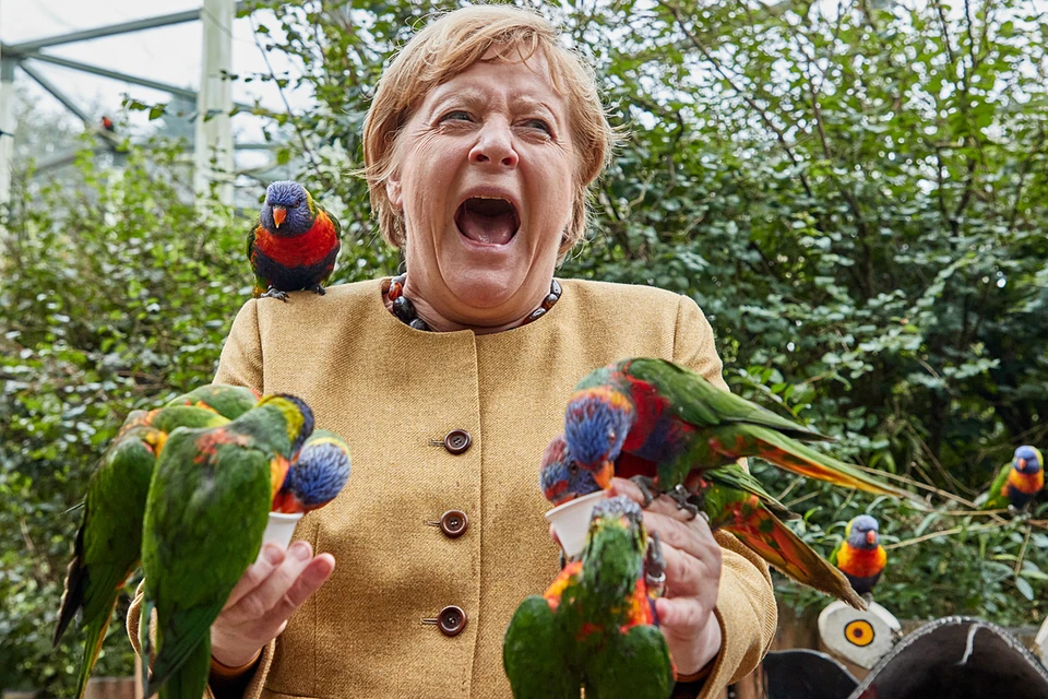 Во время кормления австралийских попугаев, одна из птиц укусила канцлера Германии за руку