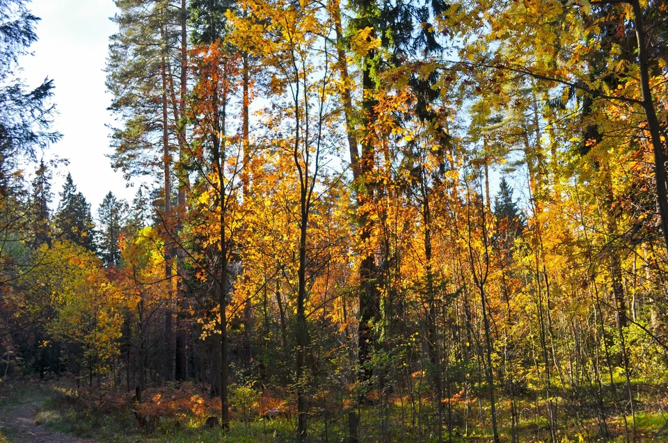 26 сентября температура воздуха поднимется только до +11 градусов