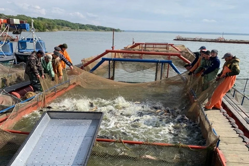 За три года в донские водоемы выпустили 62 млн молоди рыб. Фото: сайт правительства РО