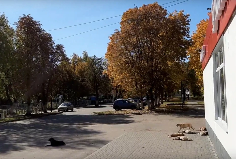 Сасовцы массово жалуются на нашествие бездомных собак. Фото: видео группы vk.com/idsasovo