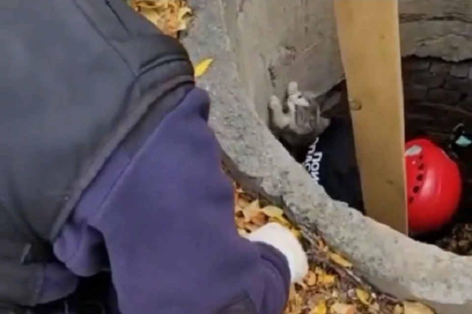Фото: скриншот с видео