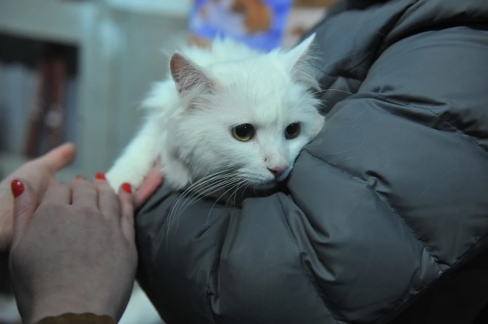 Кошка получила множественное переломы и погибла
