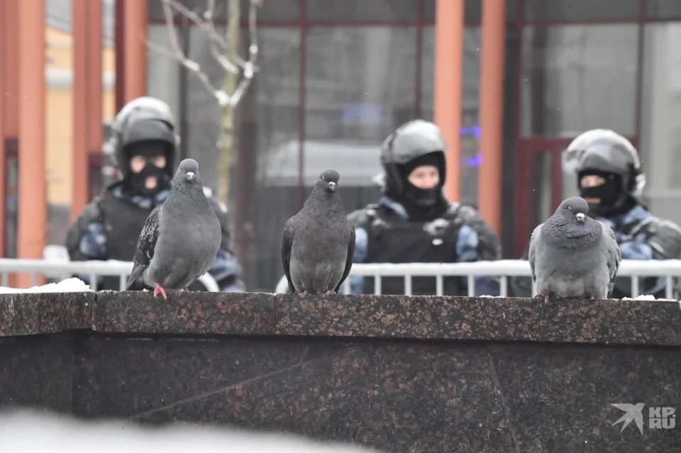 Мэру Рязани пожаловались на засилье голубей – распространителей болезней.