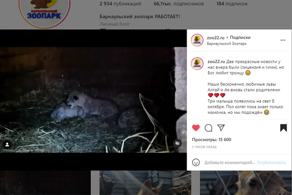 Львята из барнаульского зоопарка (фото: скриншот страницы https://www.instagram.com/zoo22.ru/)