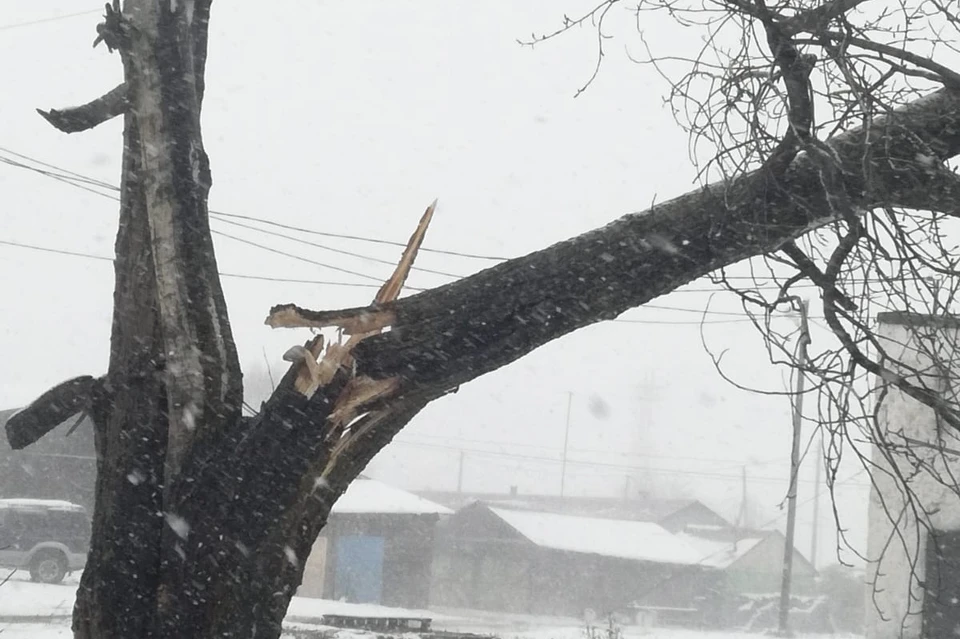 Сломанное дерево в Кировском