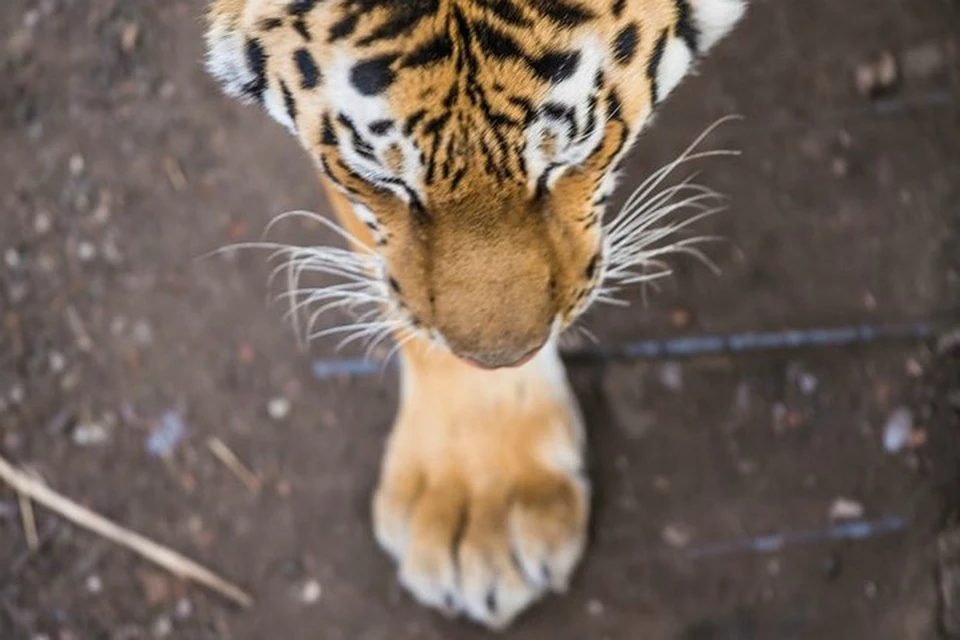 Жемчужина тайги - амурский тигр, который находится на грани исчезновения.