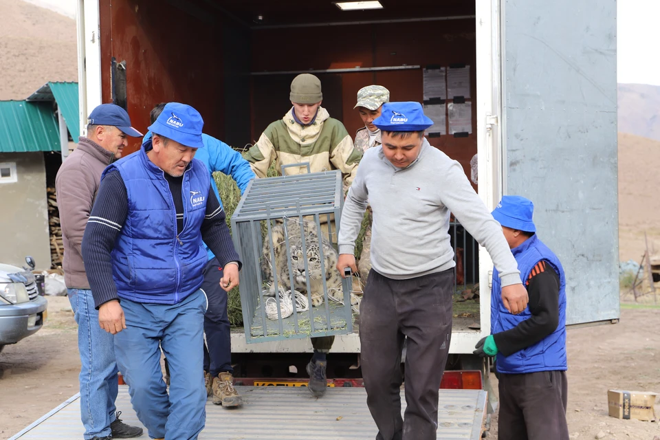 В новый центр перевезли питомцев реабилитационного центра НАБУ из Иссык-Кульской области.