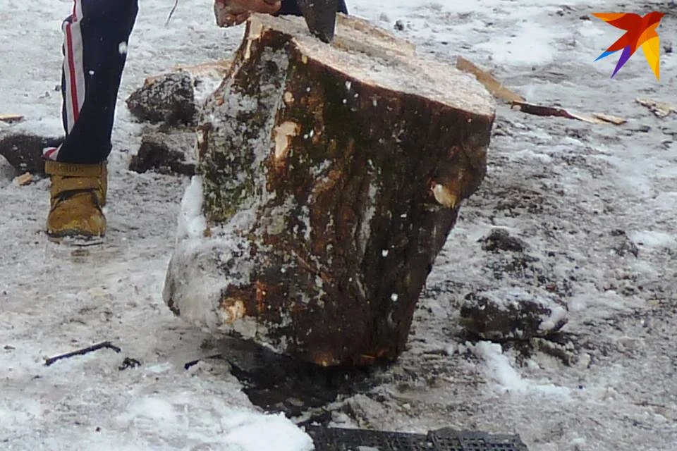 Жителей Мурманска возмутила вырубка деревьев.