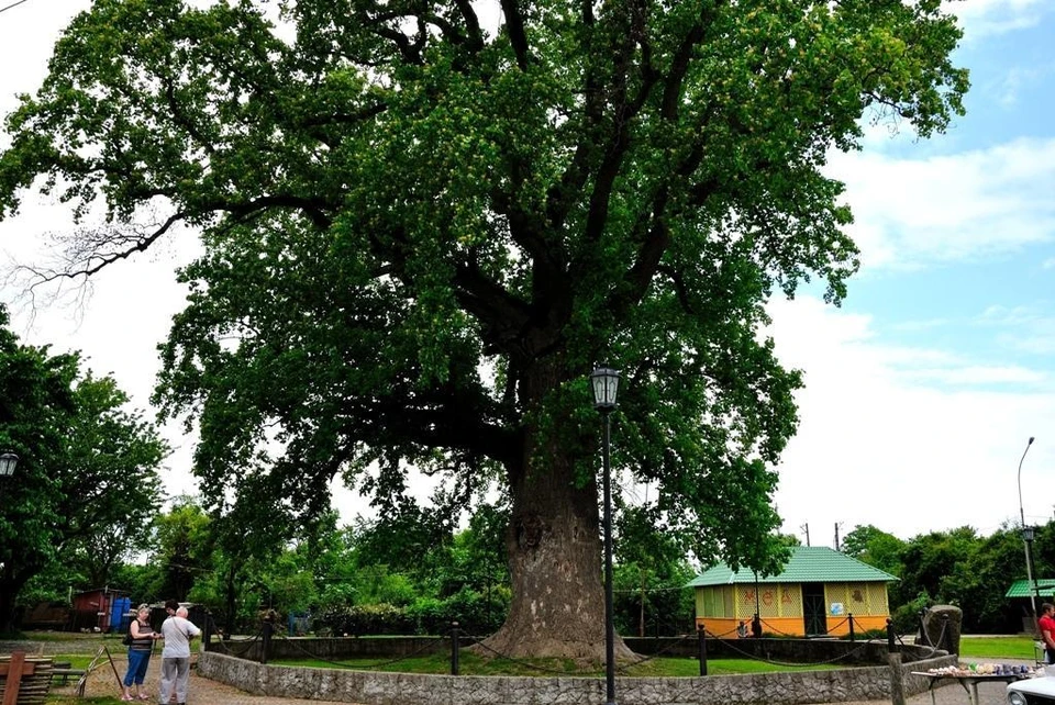 Дерево с трудом могут обхватить 8 человек! Фото пресс-службы администрации Сочи.