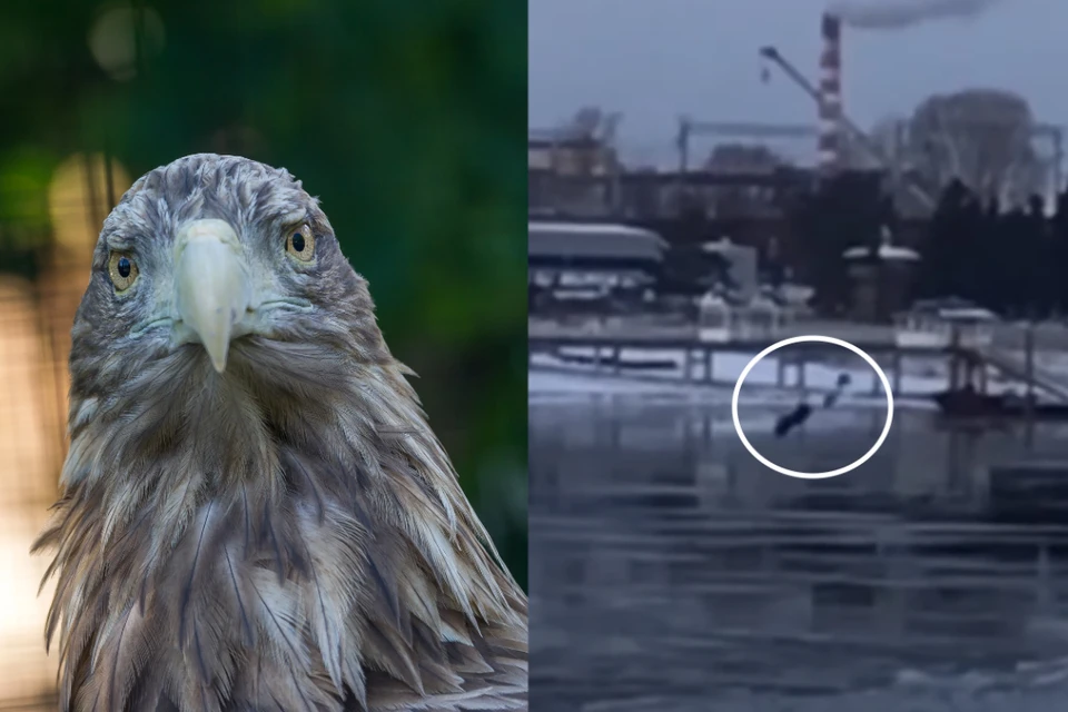 Вороны прогнали редкого хищника с набережной. Фото: Олег Золото // предоставлено Вячеславом