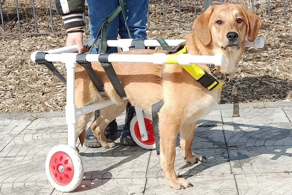 Возможности для наших четвероногих друзей: подержанные инвалидные коляски для собак - webmaster-korolev.ru