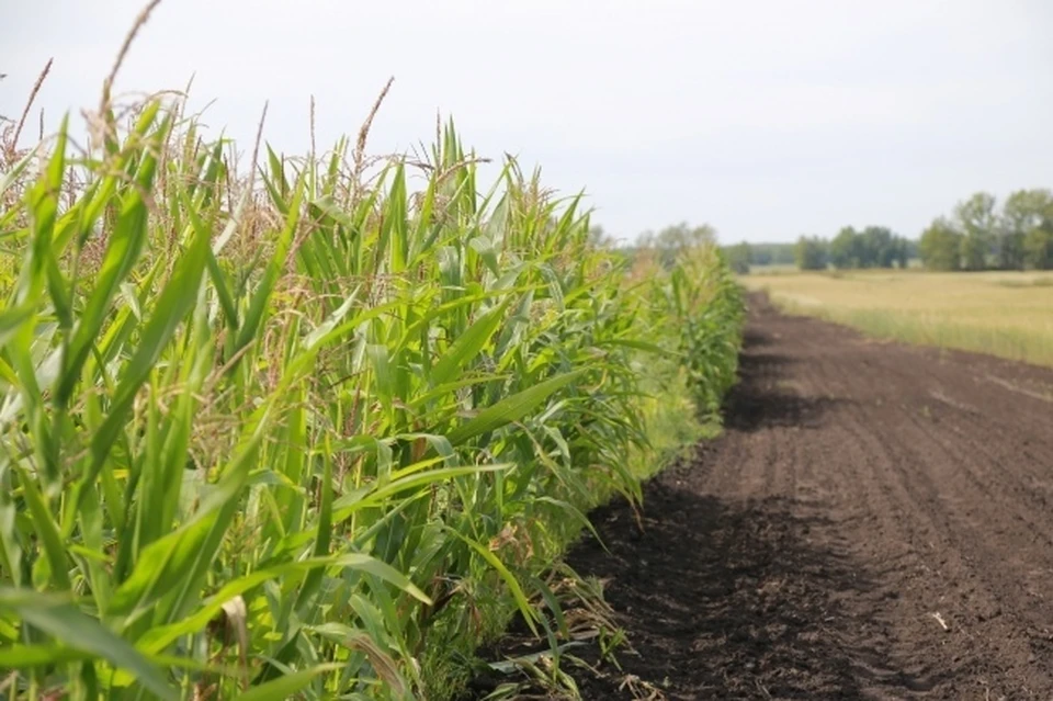 В Симферополе хотят на треть увеличить использование сельхозземель