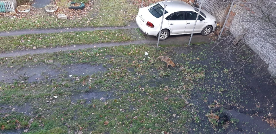 Лис во дворе пятиэтажки в Балтийске