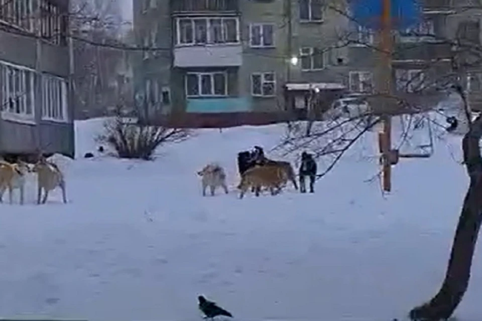 Новосибирцы пожаловались на бродячих псов, поселившихся на детской площадке. Фото: стоп-кадр.